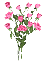 Roses pour toi